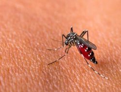 Warga Riau Terserang DBD, Berikut Penjelasannya…