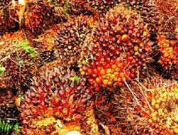 Berikut Daftar Harga Kepala Sawit Mitra Swadaya di Riau hingga 27 Agustus Mendatang